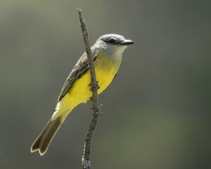 Tyrannus melancholicus