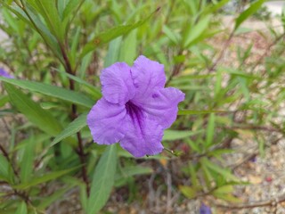 Blooming desert Ruellia or Mexican Petunia perennial shrub in xeriscaping during Arizona spring morning