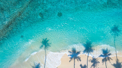 Summer palm tree  and Tropical beach with blue  of seashore background