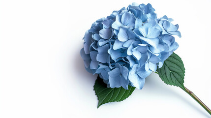 Fototapeta premium Blue Hydrangeas on white background