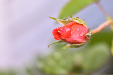 red rose bud