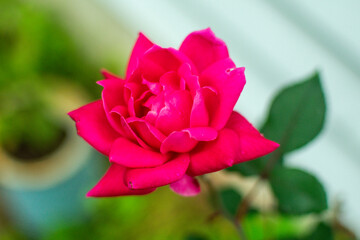 pink rose in garden