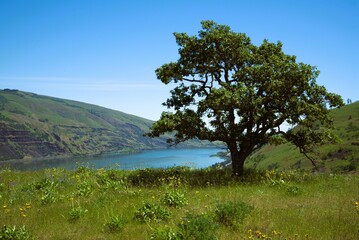 Obraz premium Tree growing next to a deep river valley, with pine trees along the slope of the far side of the river and a clear blue sky overhead. 