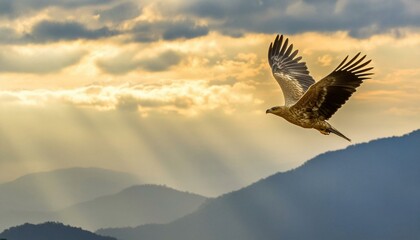 eagle  flying in the sunset