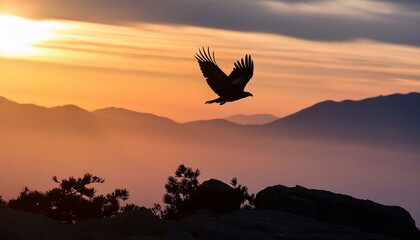 eagle  flying in the sunset