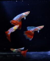 Red guppy fish