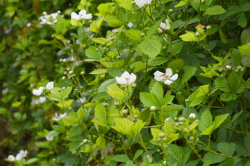 Blackberry flowers in the garden, Beautiful in spring bloom garden. Blackberry bush with white flowers, Blossoming blackberry bush and bee, sunny spring day, Chakwal, Punjab, Pakistan