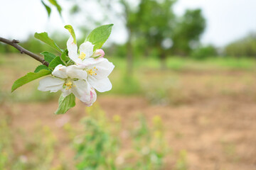 Fresh spring blossom of apple tree with green leaves, Flowering apple tree, Beautiful flowers of apple trees in spring, Spring background, flowering trees, Apple tree, flower, closeup