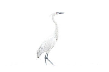Obraz premium White heron with red eyes on a white background