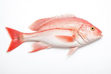 Fresh Red Snapper Fish Isolated On White Background