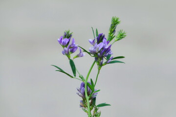 Alfalfa (Medicago sativa), also used as animal feed.