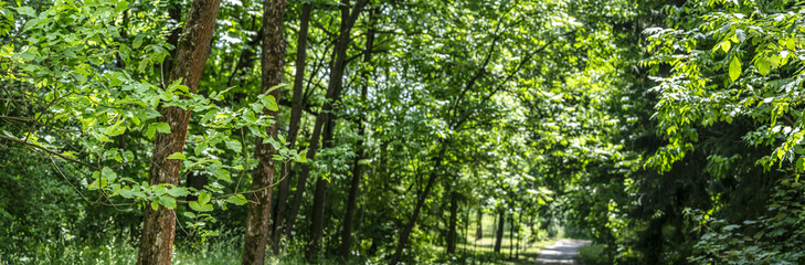 footpath through summer park. green trees with lush foliage. sunlight. panorama.