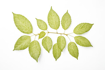 Obraz premium Green leaves of the tree.