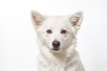 White dog with brown eyes looking at camera
