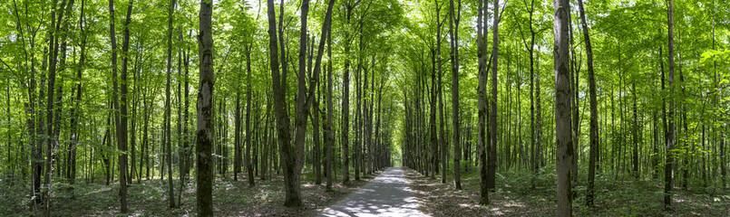 Obraz premium walkway path through green park in sunny morning. wide panoramic view.
