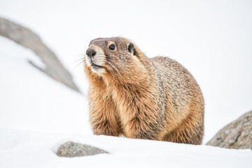 Yellow-bellied Marmot in the Snow