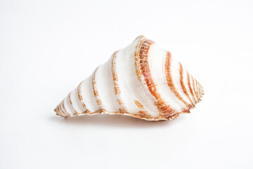 Seashell on White Background