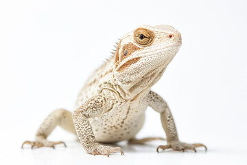 Fototapeta premium Close Up of a White Lizard with Brown Stripes