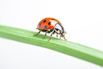 Fototapeta premium Ladybug on a Green Blade of Grass