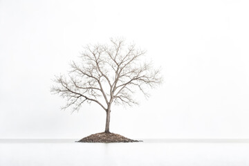 Obraz premium Solitary Tree on a Foggy Shore