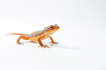 Obraz premium Brown and Yellow Lizard on White Background