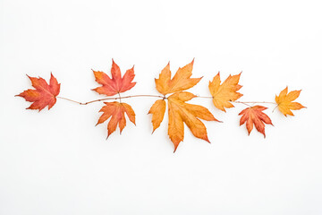 Autumn Leaves Branch On White Background