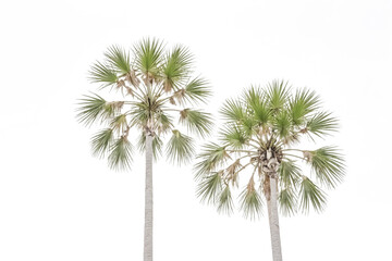 Obraz premium Palm Trees Against White Sky