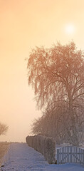 Snow, tree and sunset with scenic, winter and landscape for Denmark nature background. Environment,...