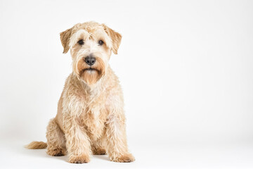 Close-up of a Soft-Coated Wheaten Terrier Dog