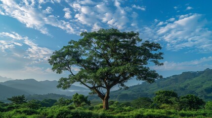 Majestic Tree Against a Cloudy Sky