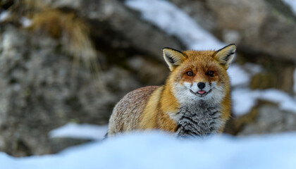 portrait of red fox with tongue slightly sticking out of mouth, behind blurry snowdrift in foreground and snowy rocks in background