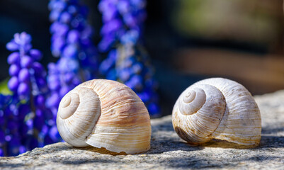 close up view of two snail shells on a gray stone casting their shadow with blue and purple flowers in the blurred background