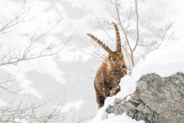 View of an adult male ibex walking over a snow-covered rock during a light snowfall