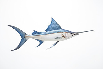 Fototapeta premium Sailfish Isolated on White Background