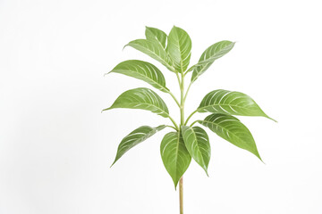 Obraz premium Green plant with white background