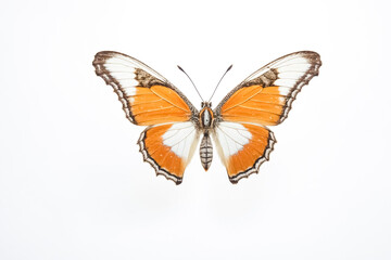 Obraz premium Orange and White Butterfly on White Background