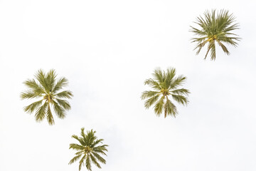 Obraz premium Palm trees against a white sky
