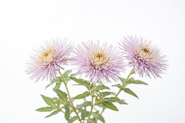 Obraz premium Three Pink Aster Flowers on White Background