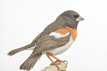 Obraz premium Close-up of a California Towhee