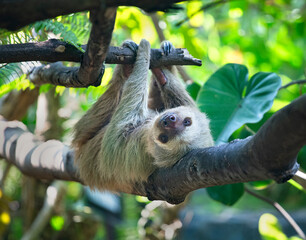 Lazy Sloth resting on a tree branch and looking at the camera. Close up view of the Beautiful docile creature in Costa Rica.