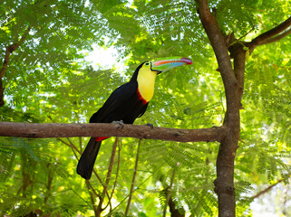 Beautiful Rainbow-billed Toucan or Keel-Billed Toucan perched in a tree in Costa Rica. This bird is a symbol of the tropical rain forests of Central America