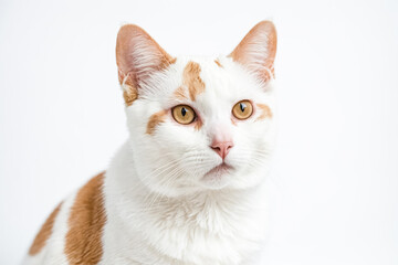 White cat with orange patches on a white background