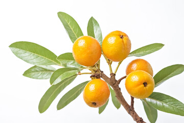 Close up of yellow fruits on a branch