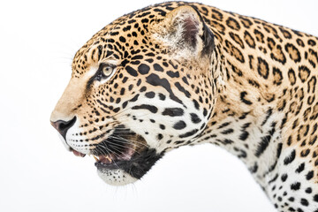 Obraz premium Close Up of a Jaguar's Face with Roaring Mouth