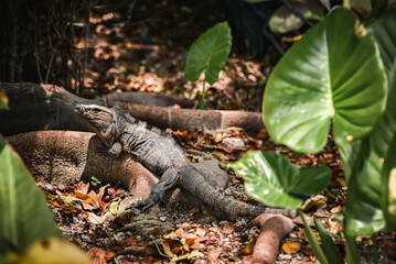 iguana on a tree