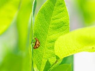 ムーアシロホシテントウ