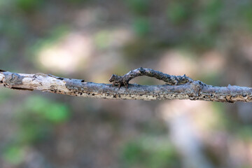 シャクトリムシ