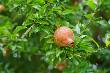 庭木に実るザクロ
