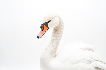 Fototapeta premium White Swan Portrait
