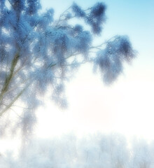 Snow, fog and landscape with scenic, winter or wallpaper for Denmark nature background....